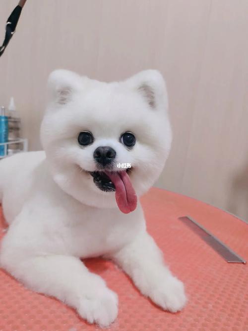 承德宠物美容