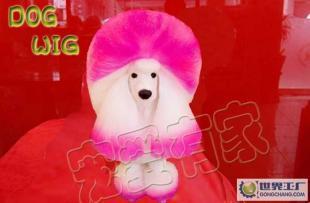 模特犬 Canine model 专业宠物美容挑染用-长毛犬衣服_运动、休闲_世界工厂网中国产品信息库