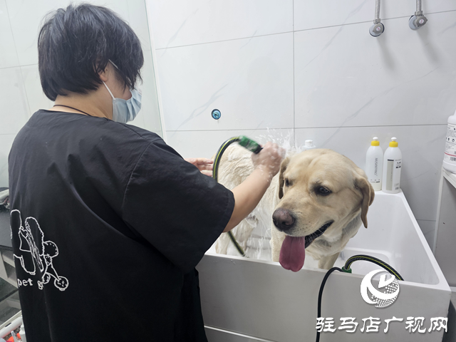 春节临近 宠物经济"旺"起来
