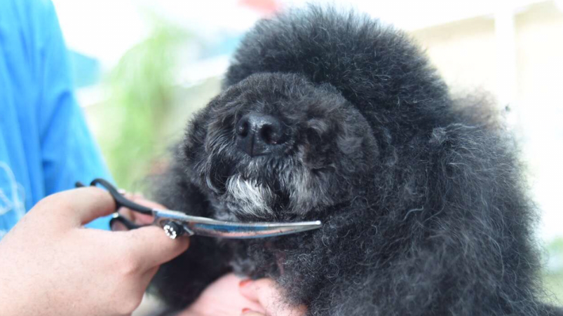 宠物美容师需要学多久